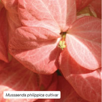 Mussaenda philippica cultivars
