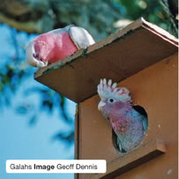 Galahs &ndash; Image Geoff Dennis