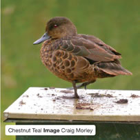 Chestnut Teal &ndash; Image Craig Morley