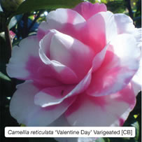 Camellia reticulata &lsquo;Valentine Day&rsquo; Varigeated  [CB]