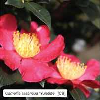 Camellia sasanqua &lsquo;Yuletide&rsquo;  [CB]