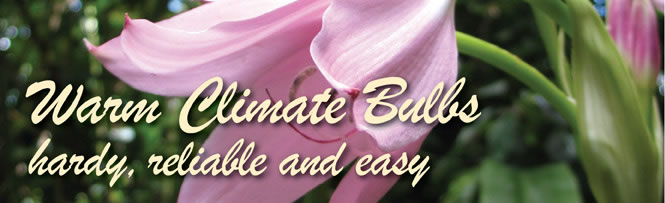 Warm Climate Bulbs