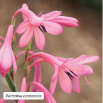 Watsonia borbonica