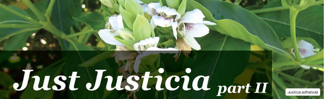 Just Justicia Part 2