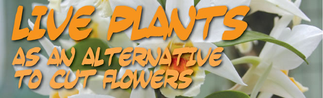 Live Plants as Alternative to Cut Flowers