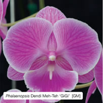 Phalaenopsis Dendi Meh-Teh &lsquo;GiGi&rsquo;  [GM]