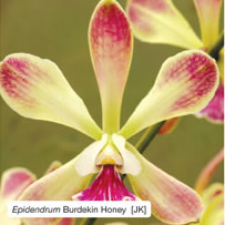 Epidendrum Burdekin Honey  [JK]