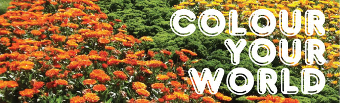 Colour Your World