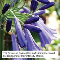 The flowers of Agapanthus cultivars  are favoured by designers for their  intensity of blue. 