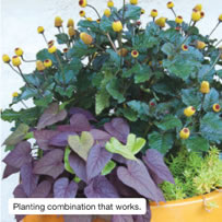 Planting combination that works.