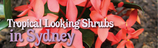 Tropical Looking Shrubs in Sydney