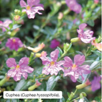 Cuphea (Cuphea hyssopifolia).