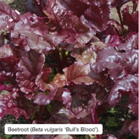 Beetroot (Beta vulgaris &lsquo;Bull&rsquo;s Blood&rsquo;).