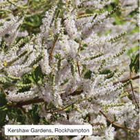 Kershaw Gardens, Rockhampton