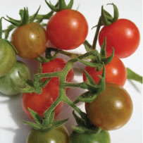 Cherry Tomato