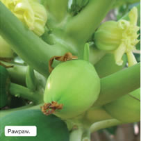 Pawpaw