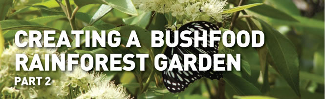 Creating a bushfood rainforest garden - Part 2