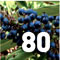 Preview Subtropicalia Collector