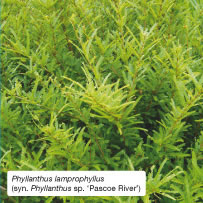 Phyllanthus lamprophyllus (syn. Phyllanthus sp. &lsquo;Pascoe River&rsquo;)