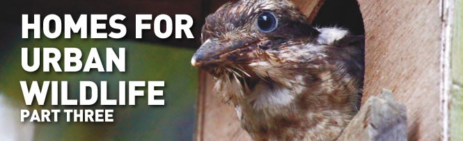 Homes for Urban Wildlife - Part 3