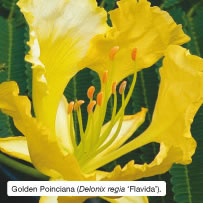 Golden Poinciana (Delonix regia &lsquo;Flavida&rsquo;)
