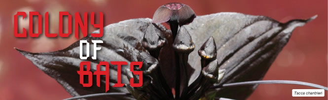 Tacca chantrieri &ndash; Black Bat Flower