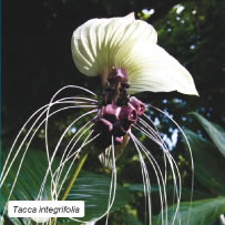 Tacca integrifolia &ndash; White Bat Flower