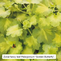 Zonal fancy leaf Pelargonium &lsquo;Golden Butterfly&rsquo;.