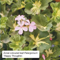 Zonal coloured leaf Pelargonium &lsquo;Happy Thoughts&rsquo;.