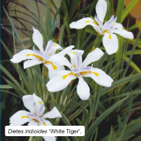 Dietes iridioides &lsquo;White Tiger&rsquo;.