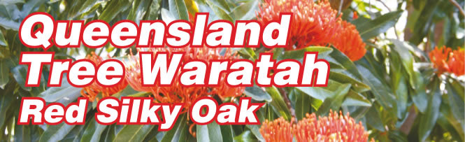 Queensland Tree Waratah Red Silky Oak