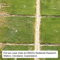 Full sun wear trials at DEEDI&rsquo;s Redlands Research Station, Cleveland, Queensland.