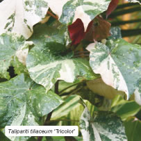 Talipariti tiliaceum &lsquo;Tricolor&rsquo;