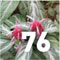 Preview Subtropiclaia Collector