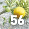 Subtropicalia Produce - Feature 3