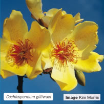 Cochlospermum gillivraei