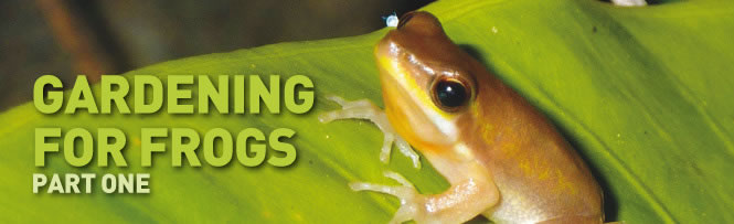 Gardening for Frogs - Part One