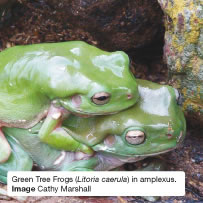 Green Tree Frogs (Litoria caerula) in amplexus. Image Cathy Marshall
