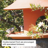Double-barred Finch are encouraged with specialised birdseed.