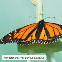 Wanderer Butterfly (Danaus plexippus)