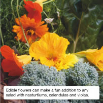 Edible flowers can make a fun addition to any salad with nasturtiums, calendulas and violas.