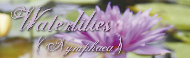 Waterlilies (Nymphaea)