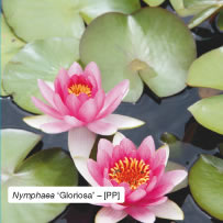 Nymphaea &lsquo;Gloriosa&rsquo; &ndash; [PP]