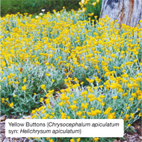 Yellow Buttons (Chrysocephalum apiculatum syn: Helichrysum apiculatum)