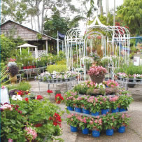 Buying Plants