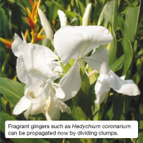 Fragrant gingers such as Hedychium coronarium can be propagated now by dividing clumps.