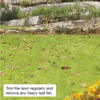 Trim the lawn regularly and remove any heavy leaf fall.