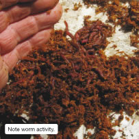Note worm activity.