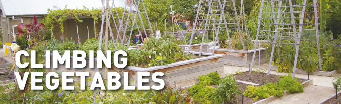 Climbing Vegetables