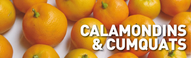Calamondins & cumquats